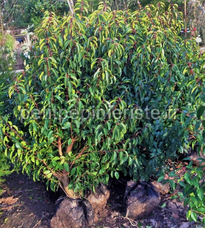 Petit prunus lusitanica pour une petite haie.